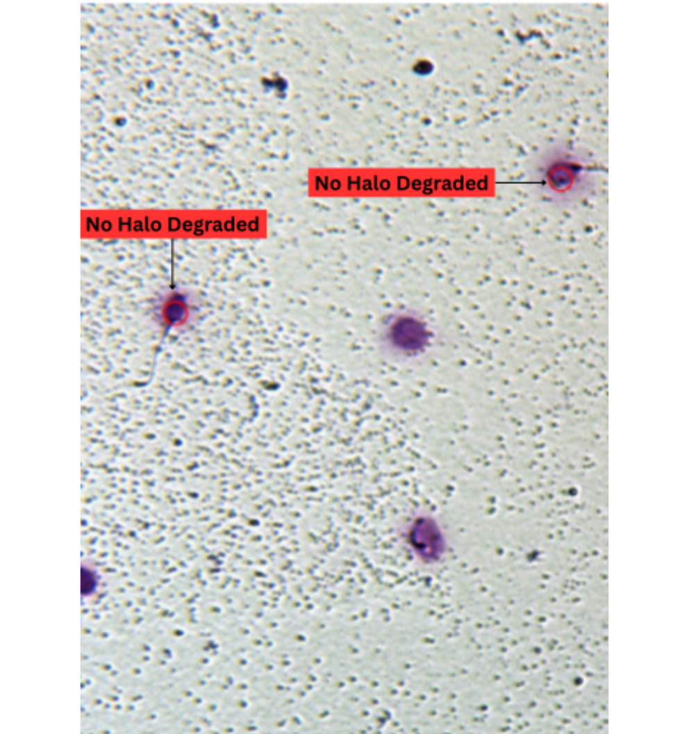 dna fragmentation no halo degraded